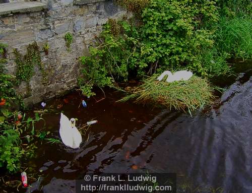 Nesting Swans